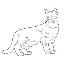 Coloring page: Kitten (Animals) #18108 - Free Printable Coloring Pages