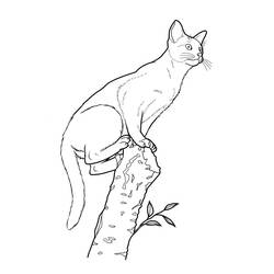 Coloring page: Kitten (Animals) #18162 - Free Printable Coloring Pages