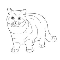 Coloring page: Kitten (Animals) #18166 - Free Printable Coloring Pages