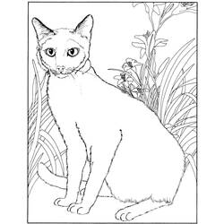Coloring page: Kitten (Animals) #18205 - Free Printable Coloring Pages