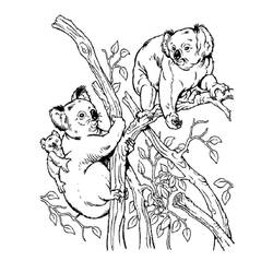 Koala (Animals) coloring page #178770 to print and color