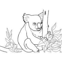 Coloring page: Koala (Animals) #9383 - Free Printable Coloring Pages