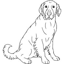 Labrador (Animals) coloring page #220739 to print and color