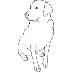 Labrador (Animals) coloring page #220741 to print and color