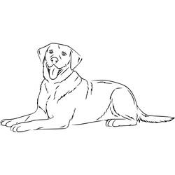 Labrador (Animals) coloring page #220744 to print and color