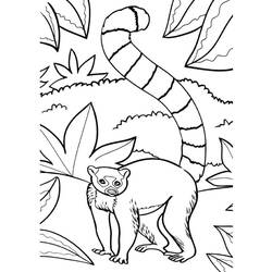 Lemur (Animals) coloring page #219683 to print and color