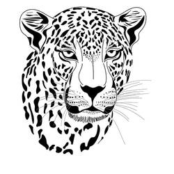 Leopard (Animals) coloring page #189170 to print and color