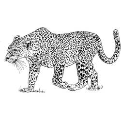 Leopard (Animals) coloring page #189172 to print and color
