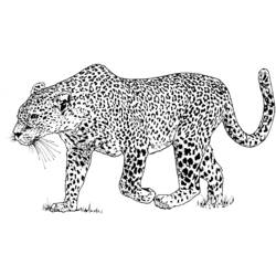 Coloring pages: Leopard - Printable coloring pages