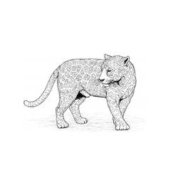 Coloring page: Leopard (Animals) #9758 - Free Printable Coloring Pages