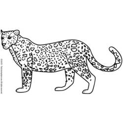Coloring page: Leopard (Animals) #9869 - Printable coloring pages