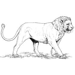 Coloring page: Lion (Animals) #10256 - Free Printable Coloring Pages