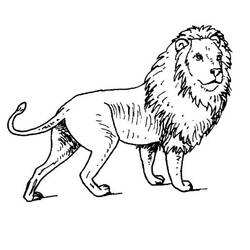 Coloring page: Lion (Animals) #10273 - Free Printable Coloring Pages