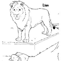 Coloring page: Lion (Animals) #10359 - Free Printable Coloring Pages