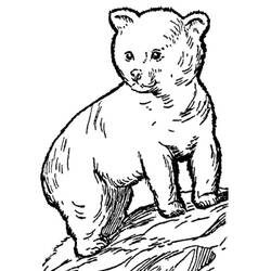 Little Bear (Animals) coloring page #214462 to print and color