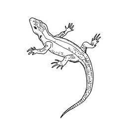 Coloring page: Lizard (Animals) #217862 - Free Printable Coloring Pages