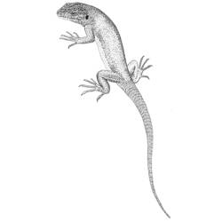 Coloring page: Lizards (Animals) #22307 - Printable coloring pages