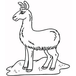 Coloring page: Llama (Animals) #179526 - Free Printable Coloring Pages