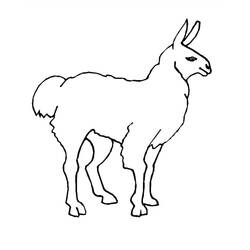 Llama (Animals) coloring page #179532 to print and color
