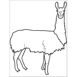 Coloring page: Llama (Animals) #179533 - Free Printable Coloring Pages