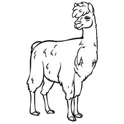 Coloring page: Llama (Animals) #179540 - Free Printable Coloring Pages