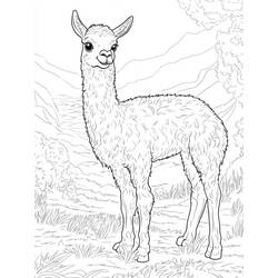 Coloring page: Llama (Animals) #217824 - Free Printable Coloring Pages