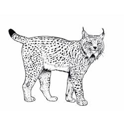 Coloring pages: Lynx - Free Printable Coloring Pages