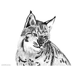 Coloring page: Lynx (Animals) #10797 - Printable coloring pages