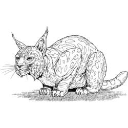 Coloring page: Lynx (Animals) #10800 - Printable coloring pages