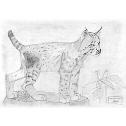 Coloring page: Lynx (Animals) #10801 - Printable coloring pages