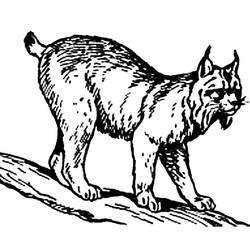Coloring page: Lynx (Animals) #10802 - Free Printable Coloring Pages