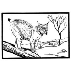 Coloring page: Lynx (Animals) #10805 - Printable coloring pages