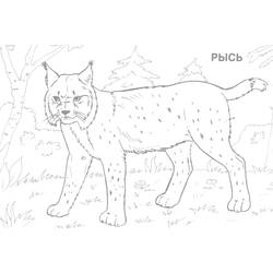 Coloring page: Lynx (Animals) #10811 - Printable coloring pages