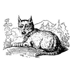 Coloring page: Lynx (Animals) #10817 - Free Printable Coloring Pages