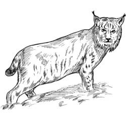 Coloring page: Lynx (Animals) #10819 - Printable coloring pages