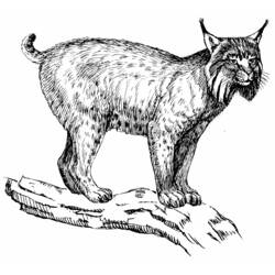 Coloring page: Lynx (Animals) #10825 - Printable coloring pages