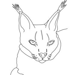 Coloring page: Lynx (Animals) #10828 - Printable coloring pages