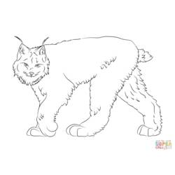 Coloring page: Lynx (Animals) #10847 - Printable coloring pages