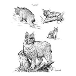 Coloring page: Lynx (Animals) #10875 - Free Printable Coloring Pages
