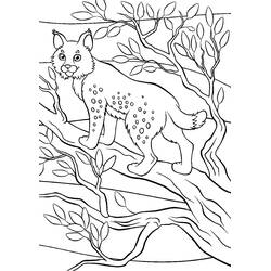 Lynx (Animals) coloring page #189224 to print and color