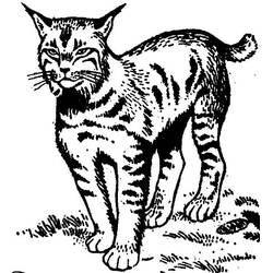 Lynx (Animals) coloring page #189229 to print and color