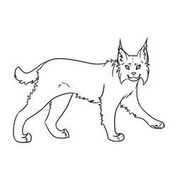 Lynx (Animals) coloring page #189230 to print and color