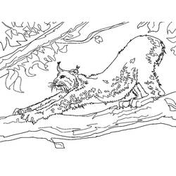 Lynx (Animals) coloring page #189242 to print and color
