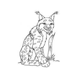 Lynx (Animals) coloring page #189244 to print and color