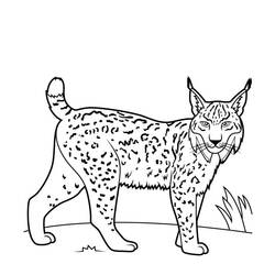 Lynx (Animals) coloring page #189250 to print and color