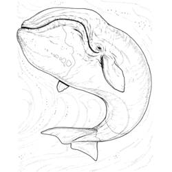 Coloring page: Marine Animals (Animals) #22204 - Free Printable Coloring Pages