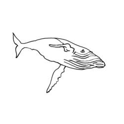 Coloring page: Marine Animals (Animals) #22241 - Free Printable Coloring Pages