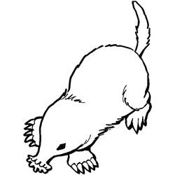 Mole rat (Animals) coloring page #210776 to print and color