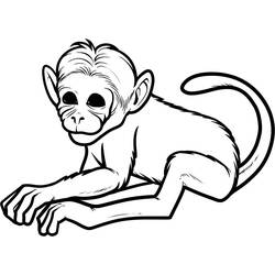 Coloring page: Monkey (Animals) #14142 - Printable coloring pages