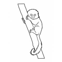 Coloring page: Monkey (Animals) #14168 - Free Printable Coloring Pages